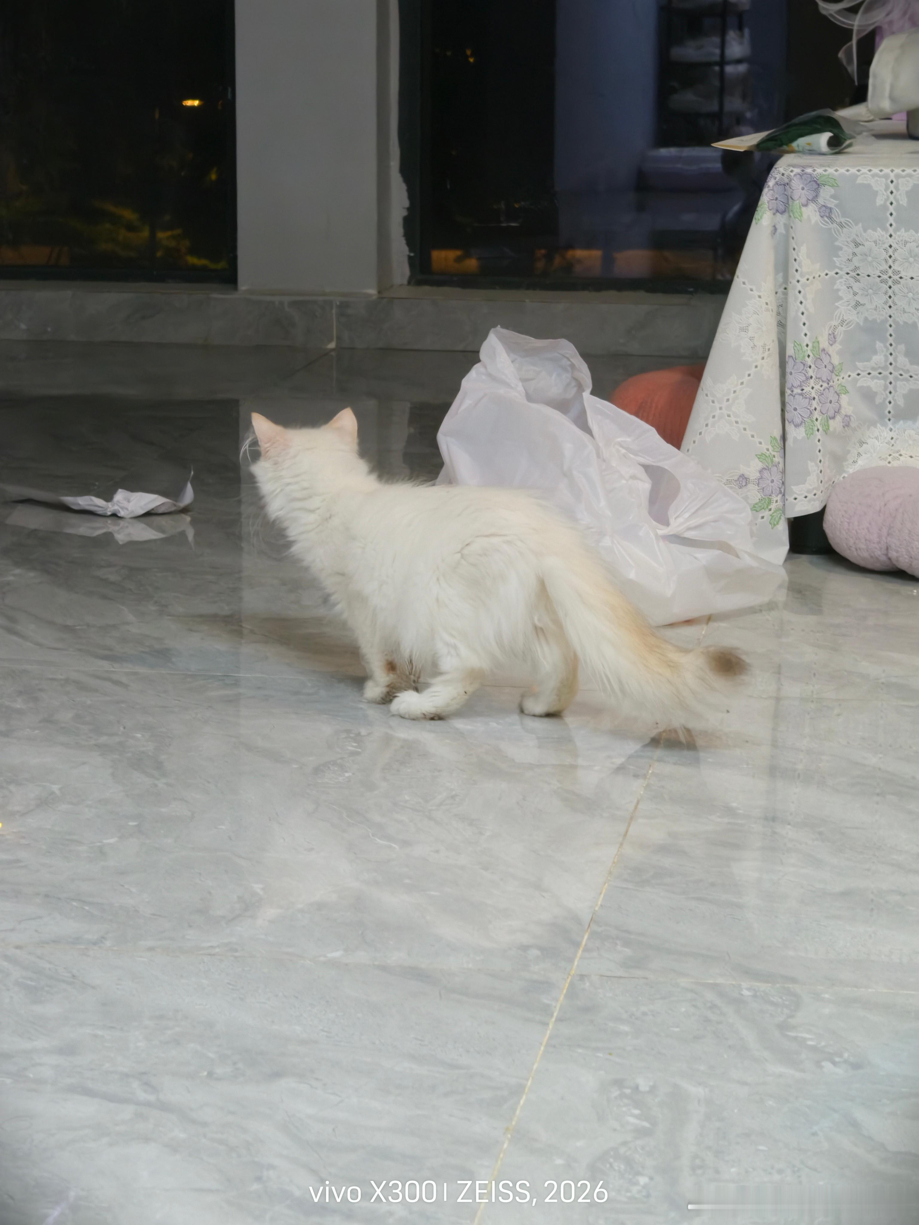主包有猫了！！ 