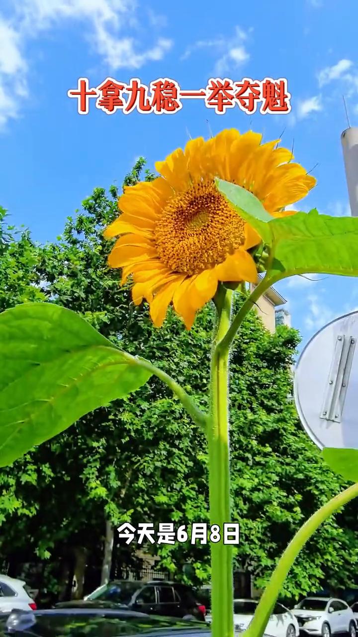 十拿九稳一举夺魁，高考加油。
今天是6月8日，农历四月廿三，十拿九稳，万事顺遂。
