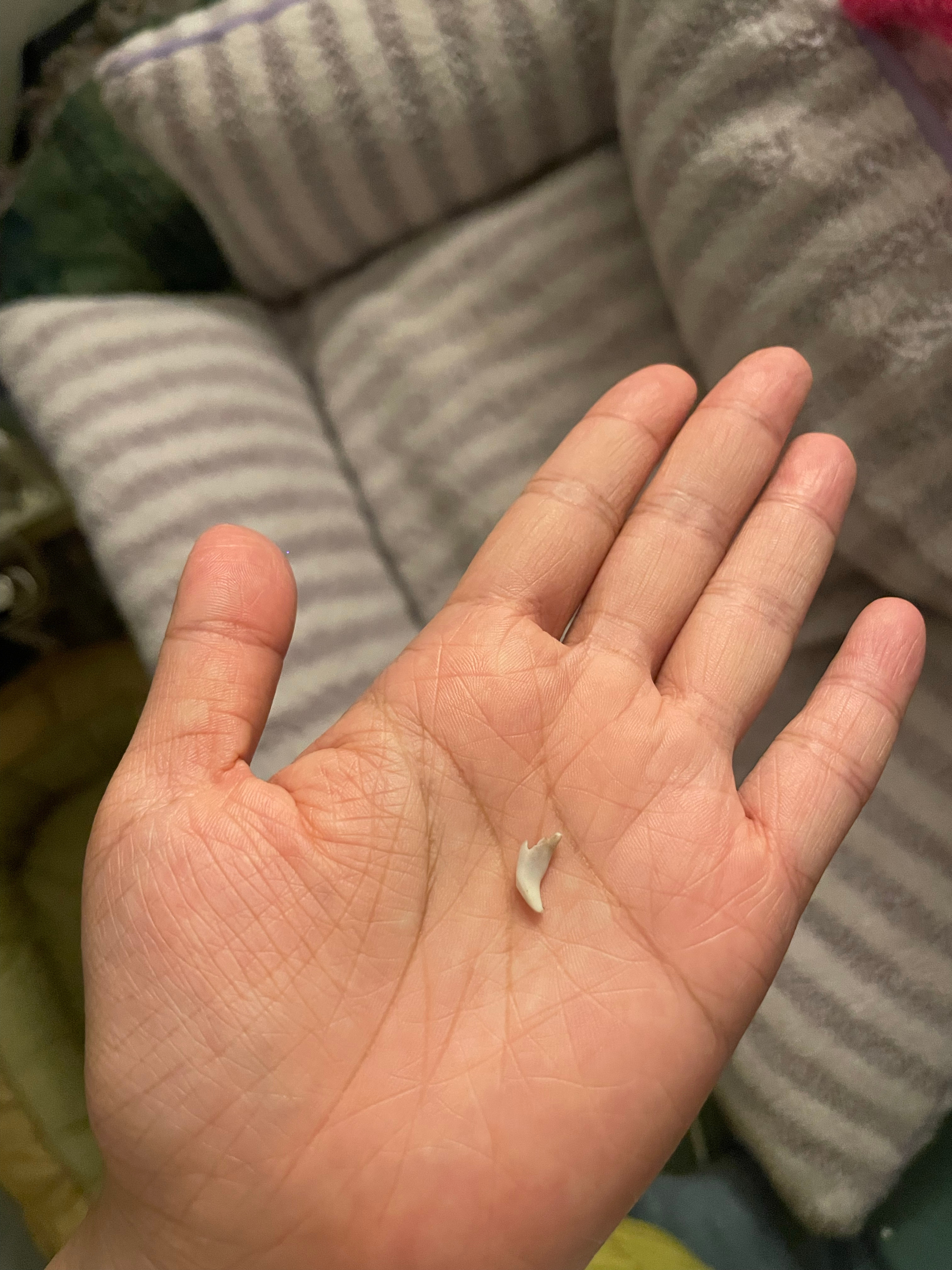 捡到唯一一颗狗牙
