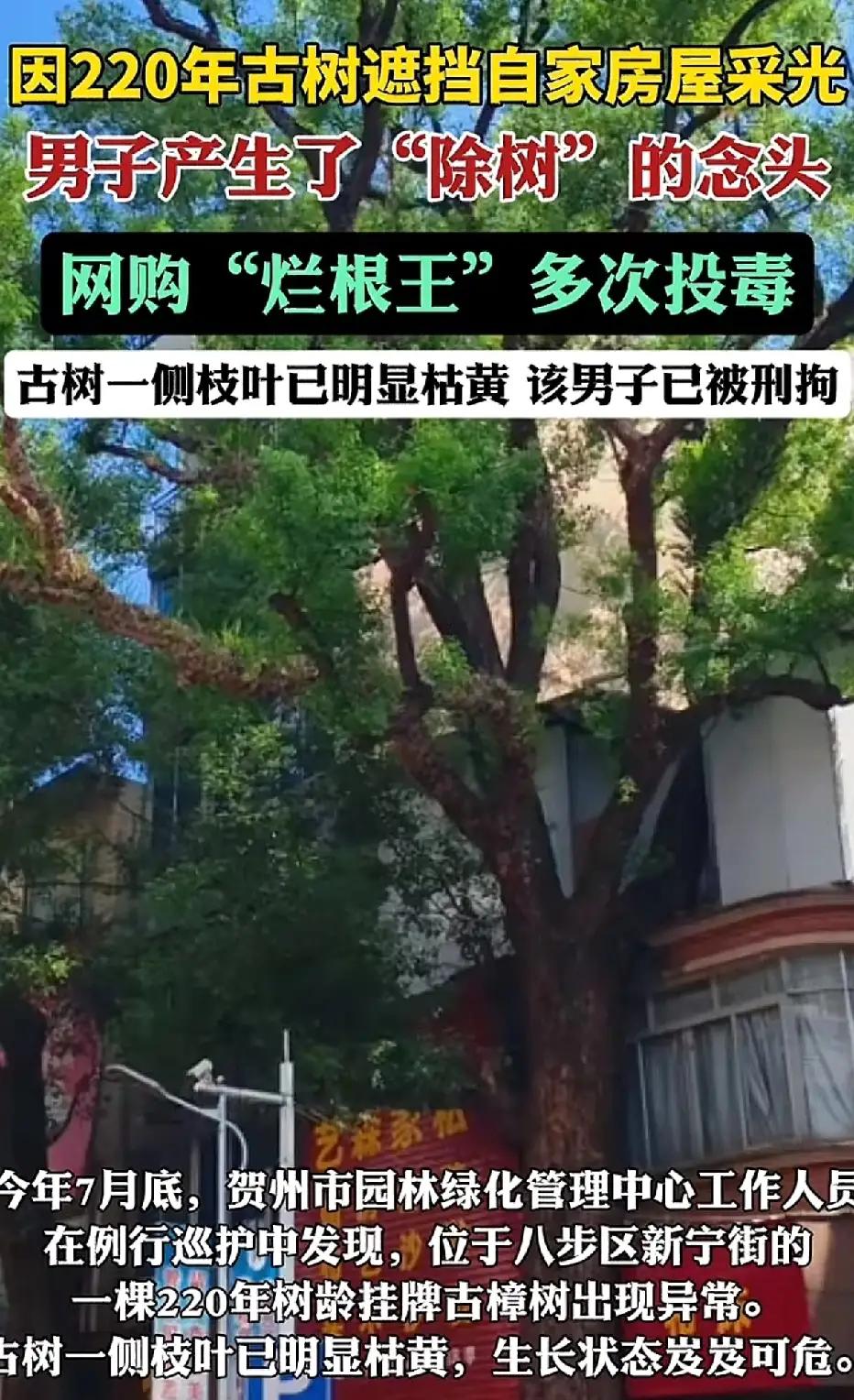 为采光毒杀220年古树？“私怨”犯了众怒，法律早有铁规
 
220年树龄的古樟树