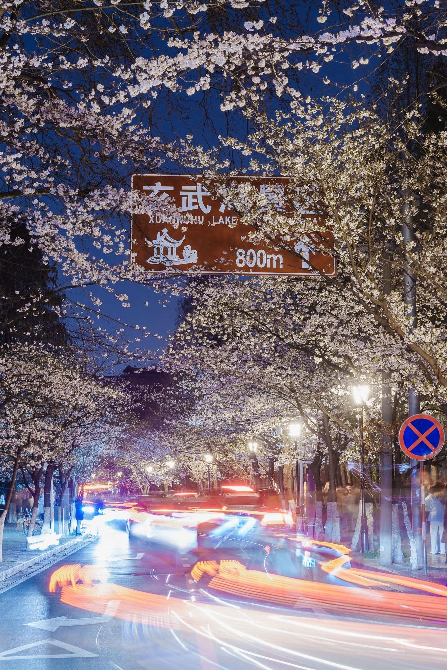 一夜之间，鸡鸣寺樱花盛开了