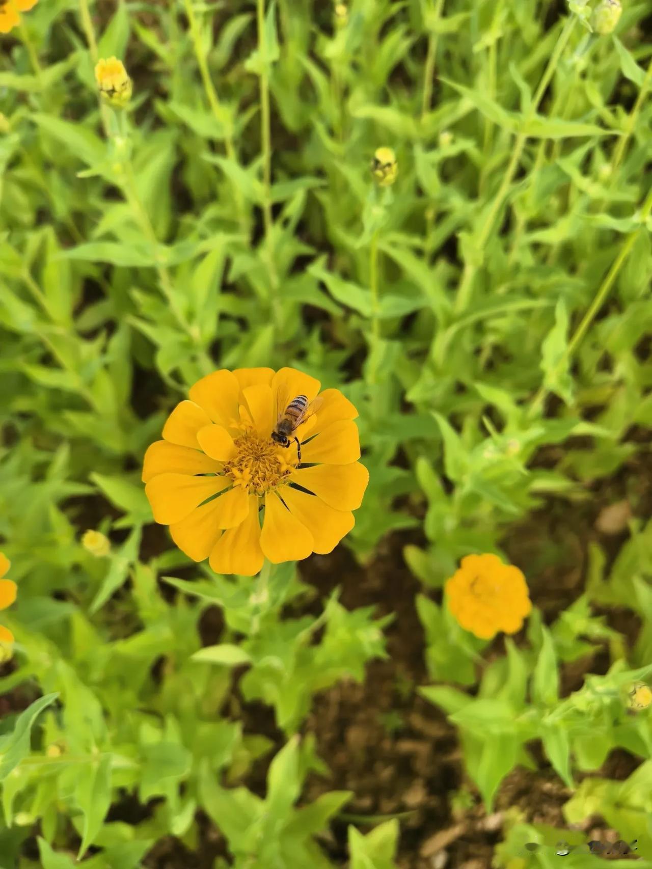 秋天依然盛开的百日菊，还引来了蜜蜂的光顾。
