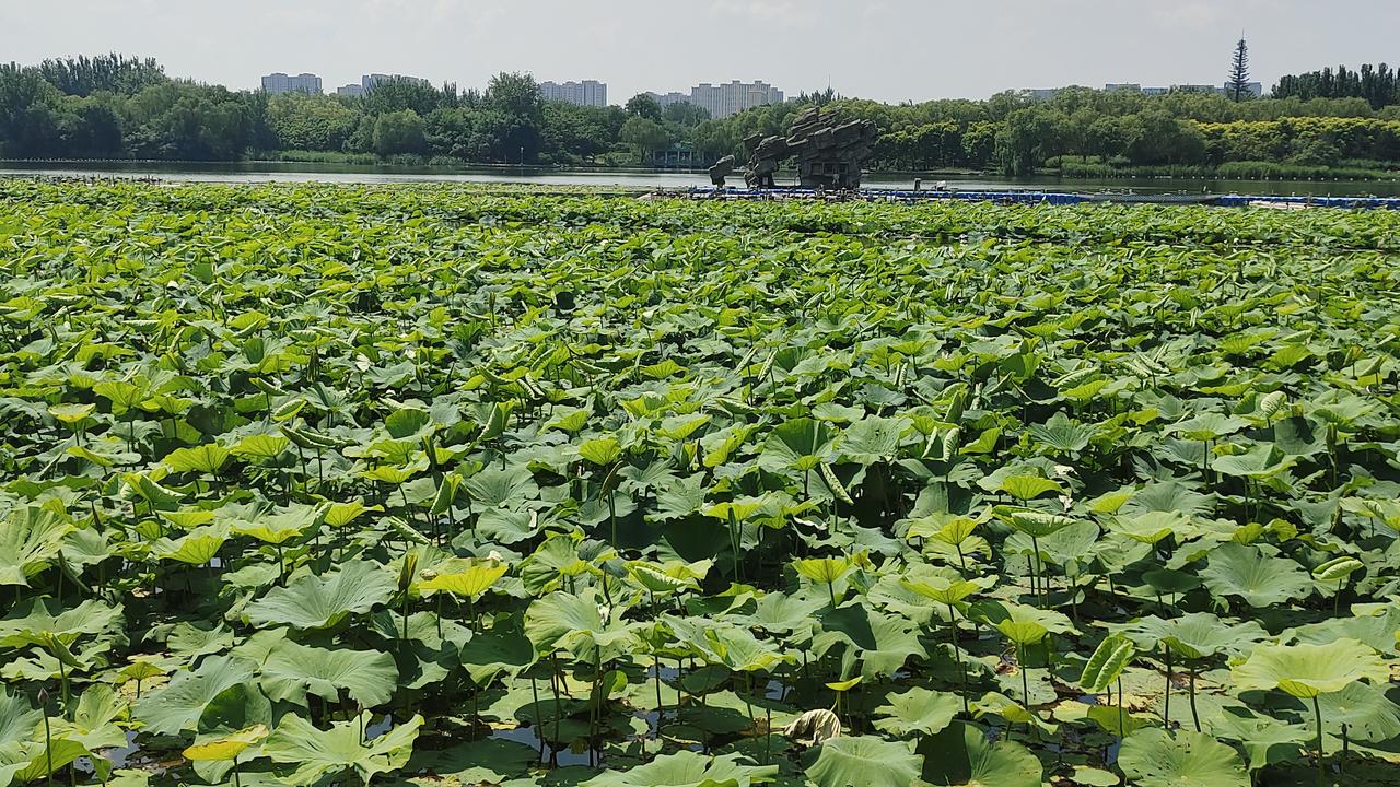北京城南免费湖景，夏日赏荷好去处。
 
在北京南城发现一处免费宝藏公园，不用花钱