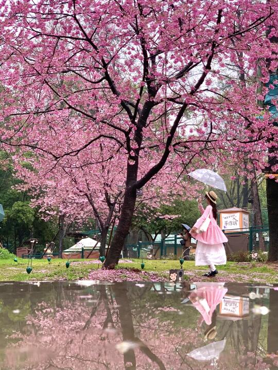 可惜你没来现在的武汉🌸不知道樱花有多美！