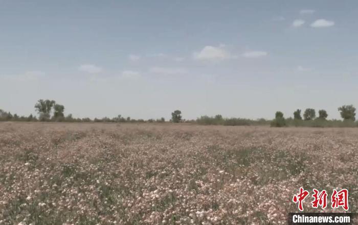 【塔克拉玛干沙漠成了“粉色花海”，新疆尉犁160万亩“罗布麻”种植成功】眼下，在
