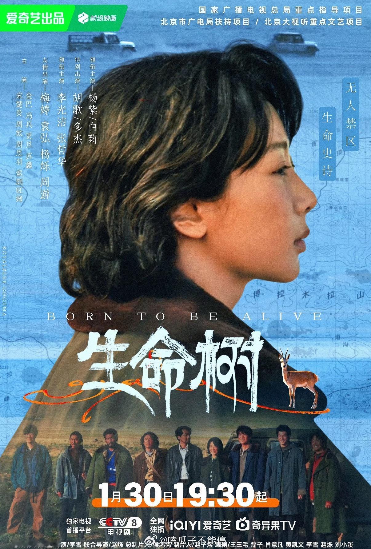 杨紫、胡歌《生命树》 开局6广49S，总广告数24个，8品牌，这个成绩怎么样