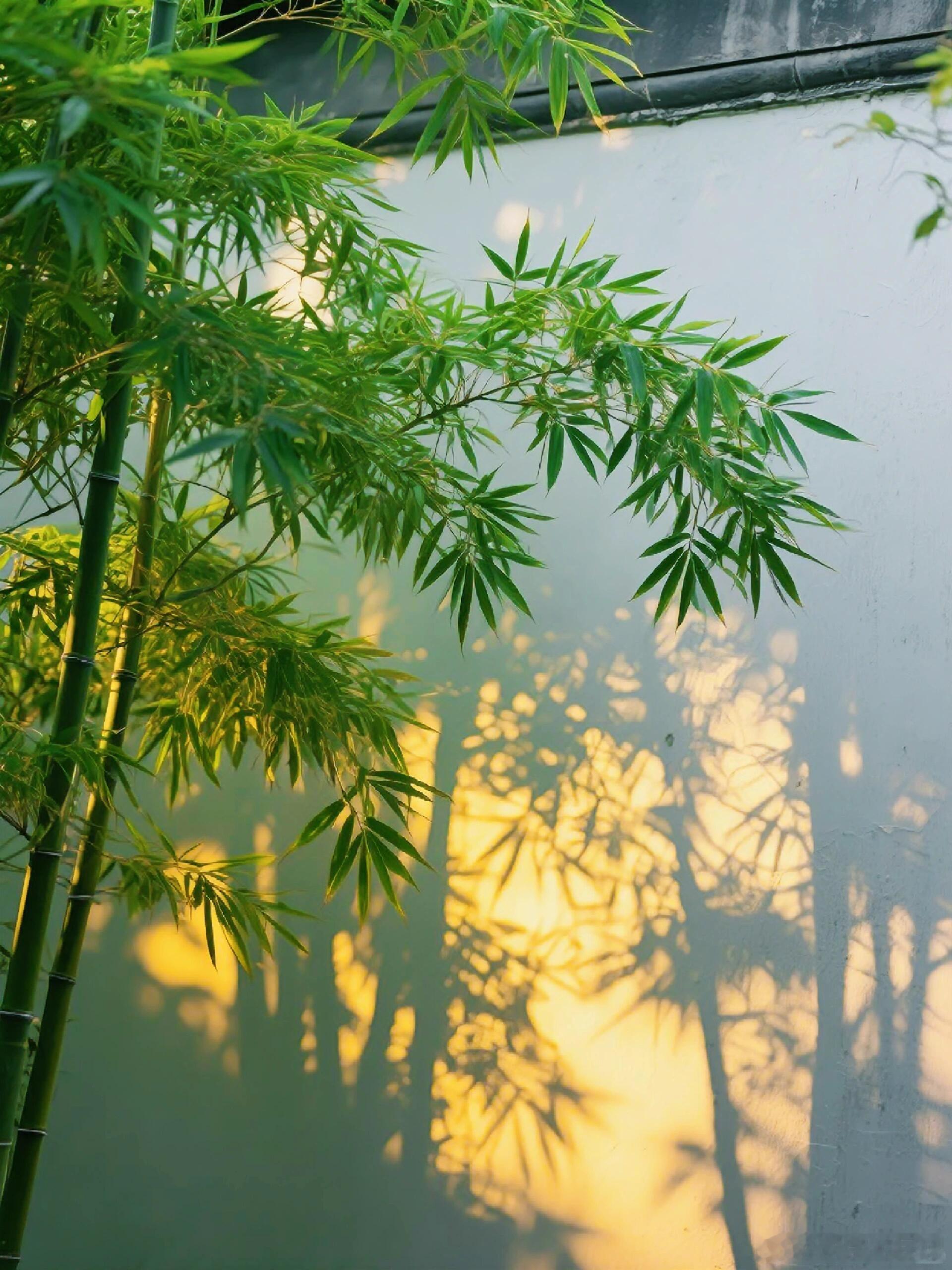 如竹，扎根，向上生来平凡，难免无力。不优秀，没关系。如竹一般，慢慢向上。就这样，