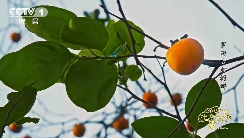 中国少数能现摘现吃的宝藏甜柿柿子界的省心天花板 9月：我是涩的，别碰我。10月底