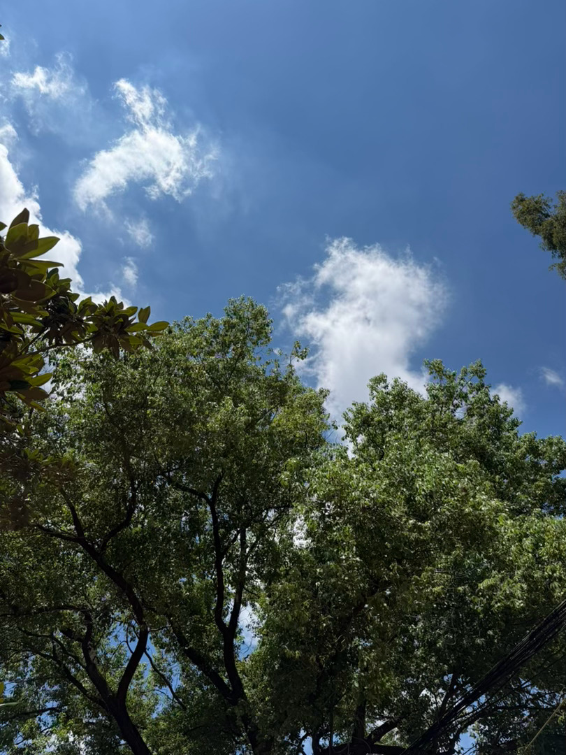 一条plog告别八月记录真实生活摄影摄影摄影 八月将尽，秋光初临抬头仰望澄澈高远