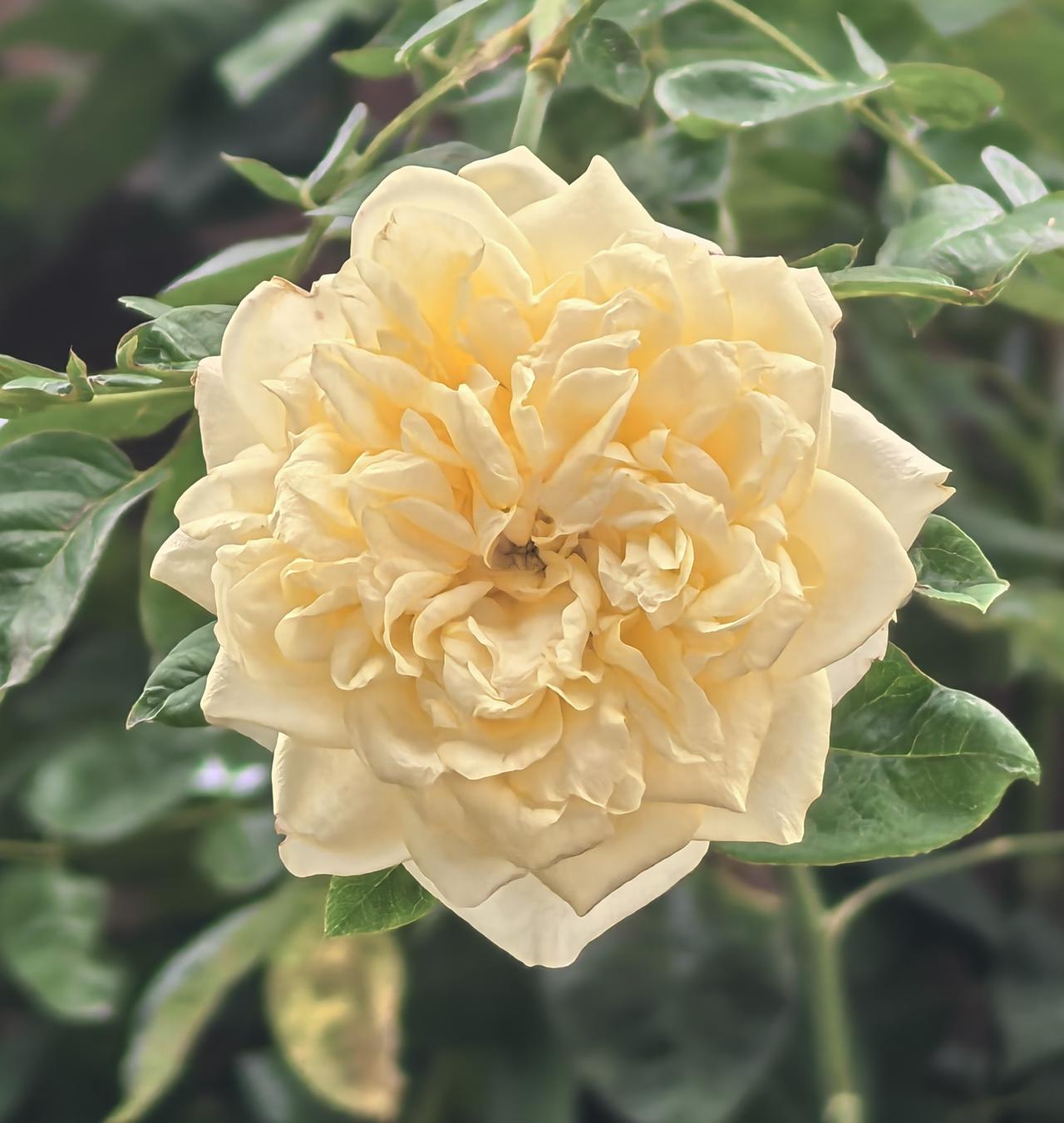清新淡雅的黄色玫瑰，绽放在绿叶之间，宛如春日里的温柔阳光。🌸🌿