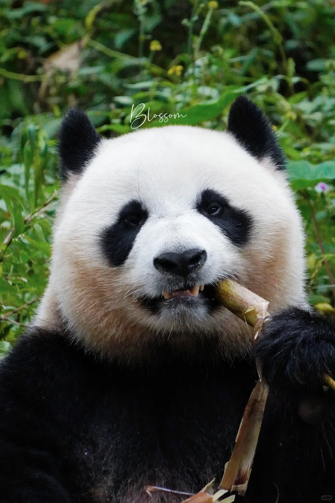 240830 大脸ber梵星