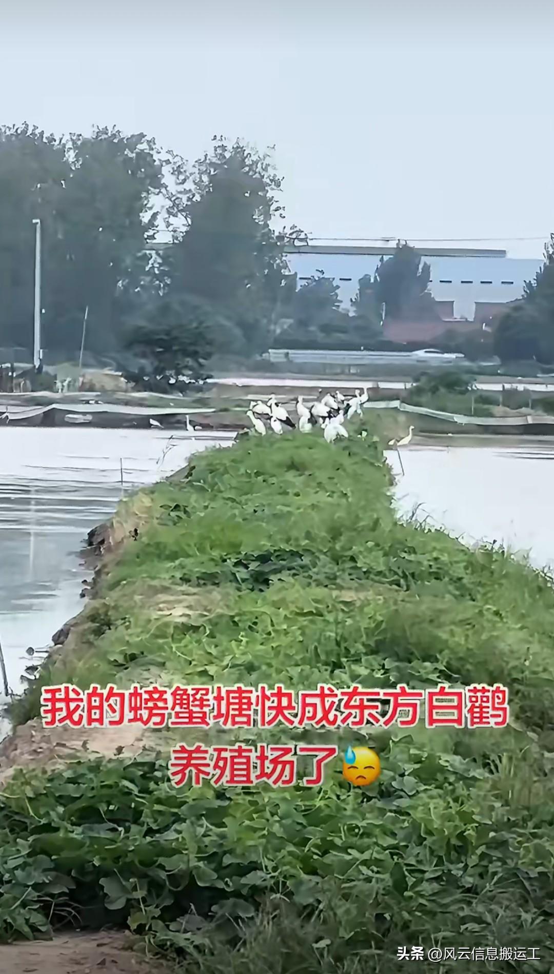 江苏一养蟹塘被“鸟种大熊猫”东方白鹳光顾，从开始的一只到后来的6只，如今已经是3