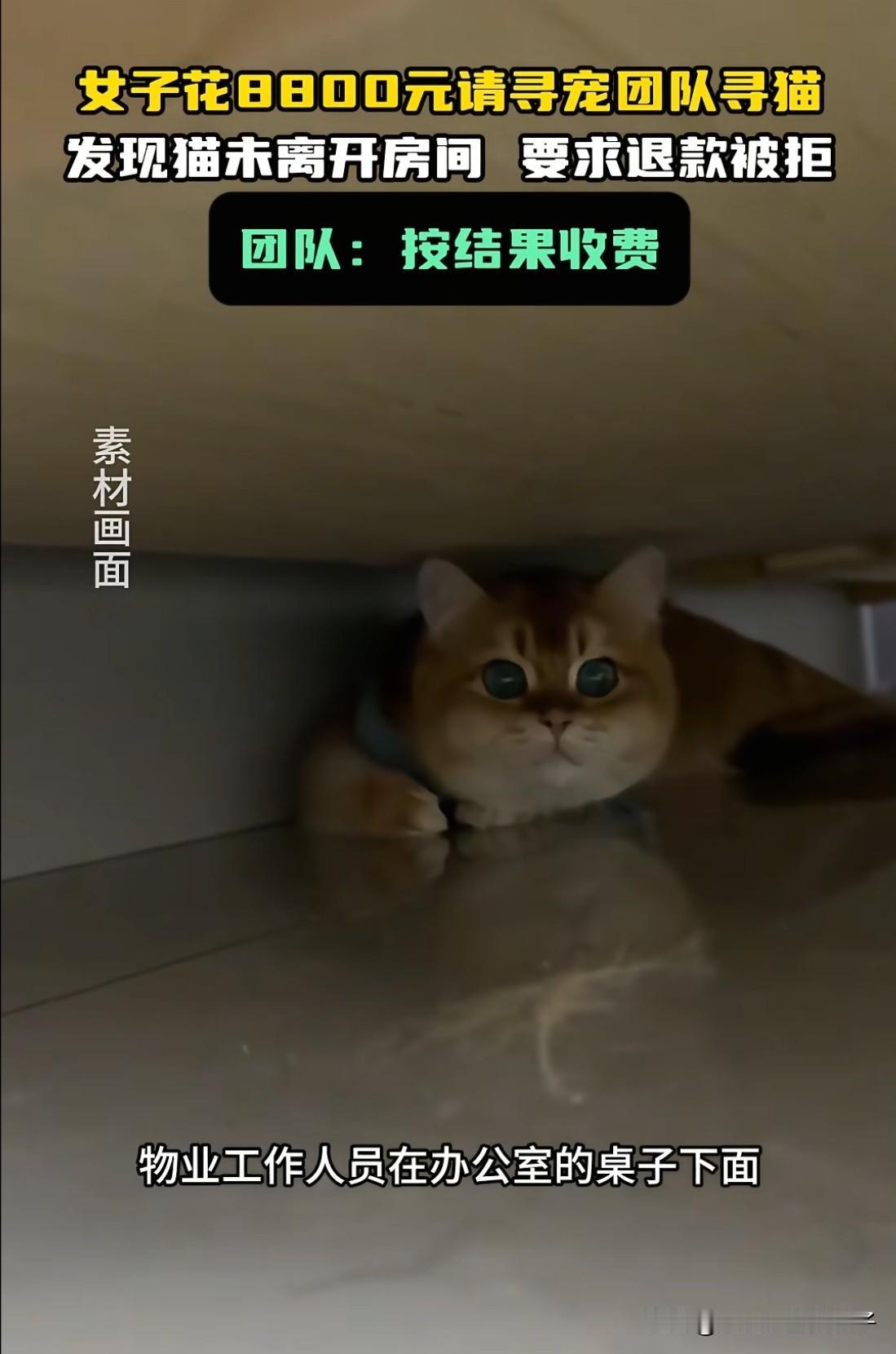 太坑了！上海一女子花8800元请专业的寻宠团队找猫，一群人找陈女士办公室周围找了