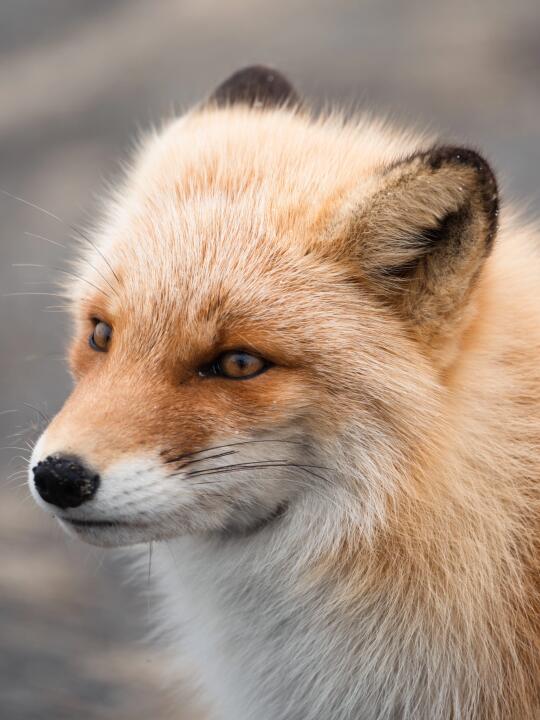 🦊当户外i人拥有100-400📷于是有了这些照片