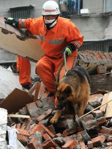 有些人为流浪狗发声，说地震发生后，搜救犬第一时间赶到灾区参与救援行动，甚至不顾休