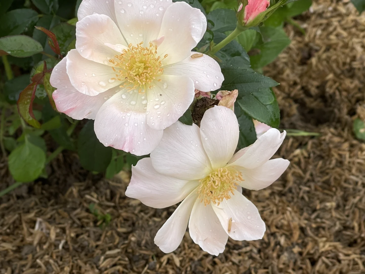 一些单瓣和小花 花园必备