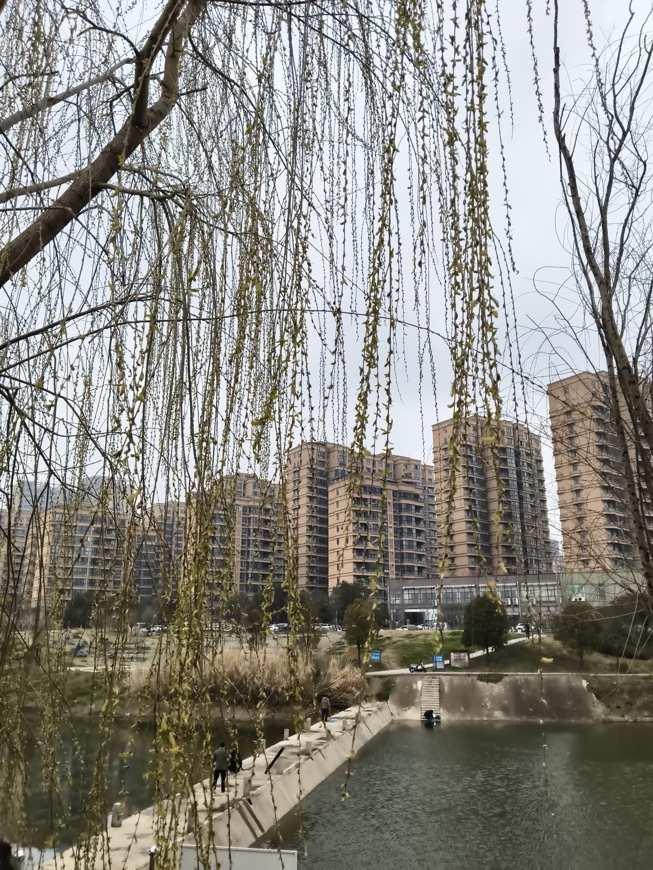 河畔的垂柳，是春日里最温柔的笔触。细长的枝条如绿丝绦般垂落，在微风中轻轻摇曳，仿