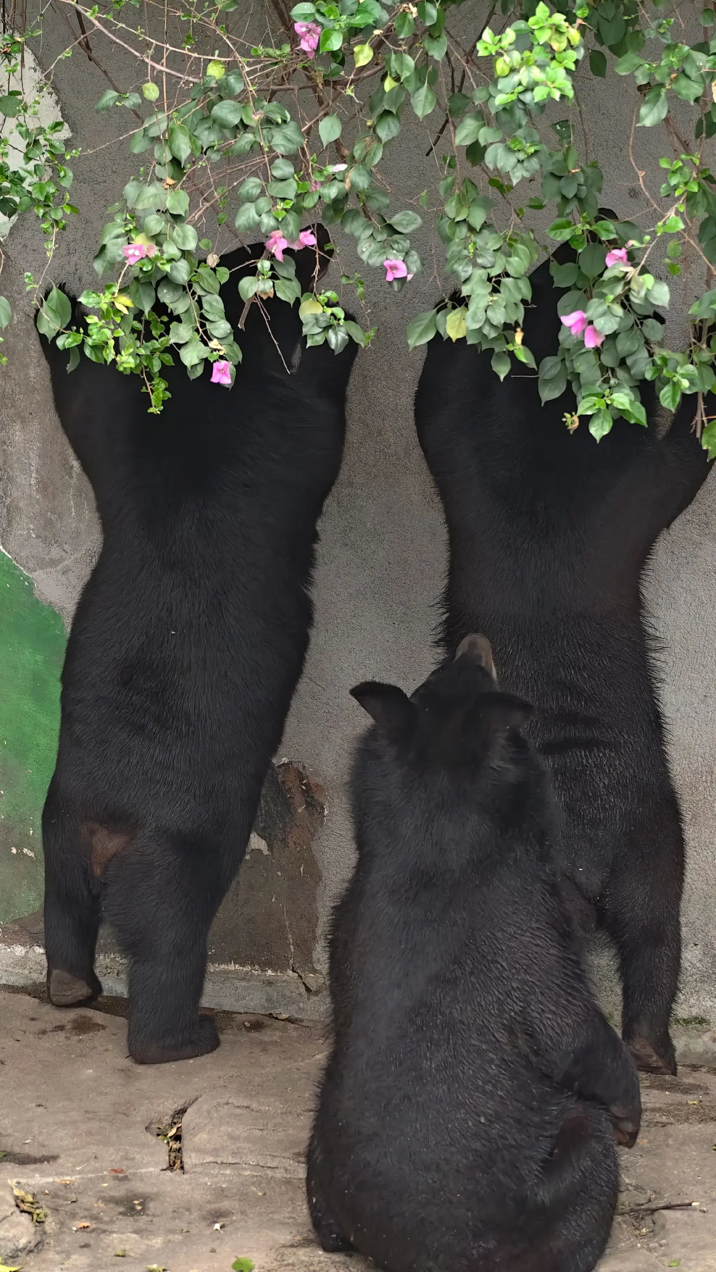 等待加餐的黑熊。