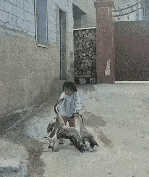 图一：作为农村三霸之一的大鹅，是不是有点丢脸了？
图二：谈了个害羞的女朋友，每一