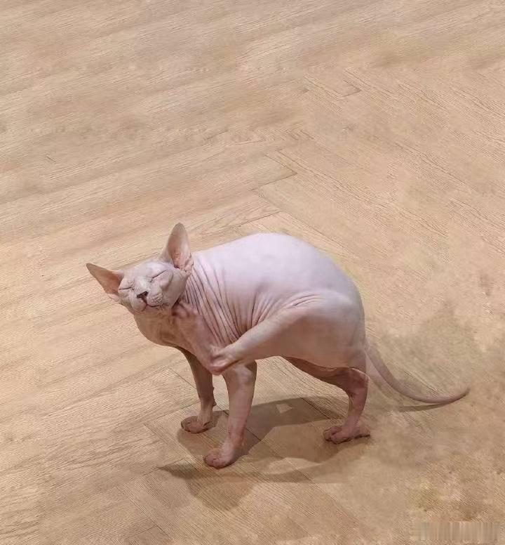以防你对无毛猫没概念偶然刷到这只特色小猫瞬间心动，表情灵动多变，外形极具辨识度。