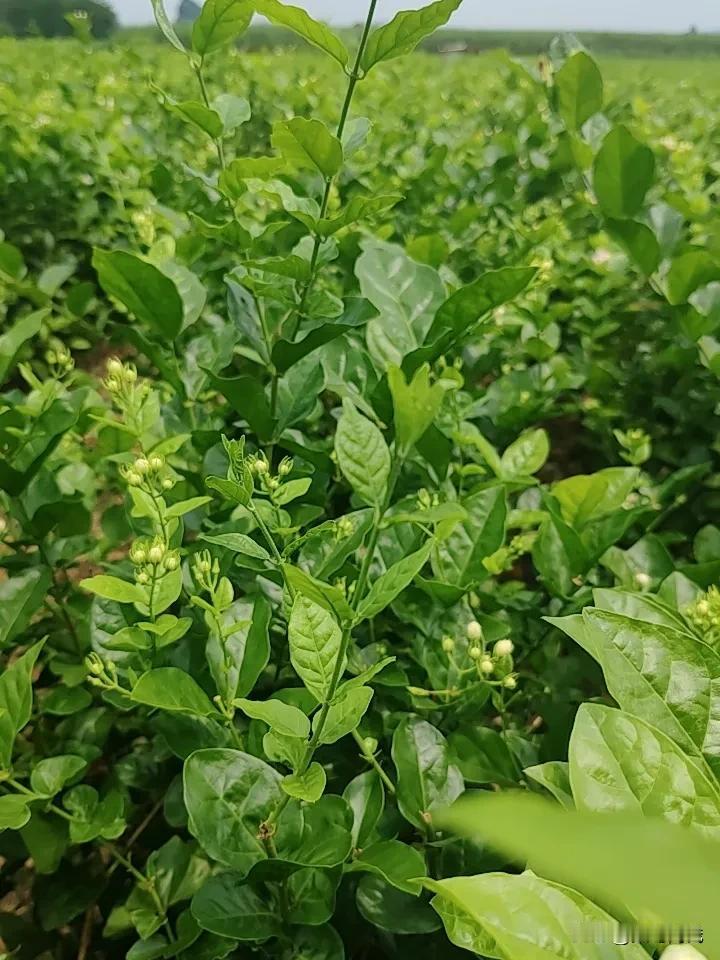 体验茉莉花现场采摘，累并快乐着，辛苦付出收获毛爷爷，非常值得！