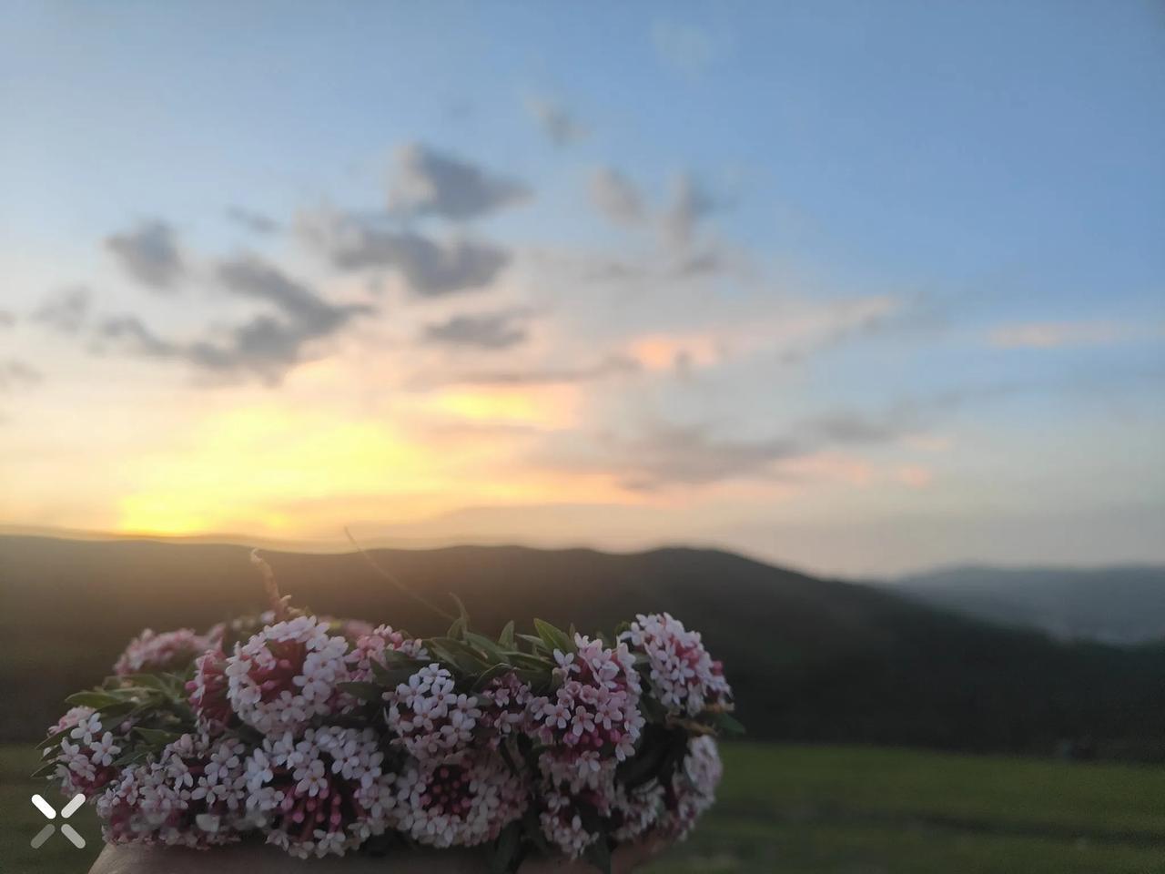 桑科草原位于甘肃省甘南藏族自治州夏河县，平均海拔在3000米以上，是甘南藏族自治