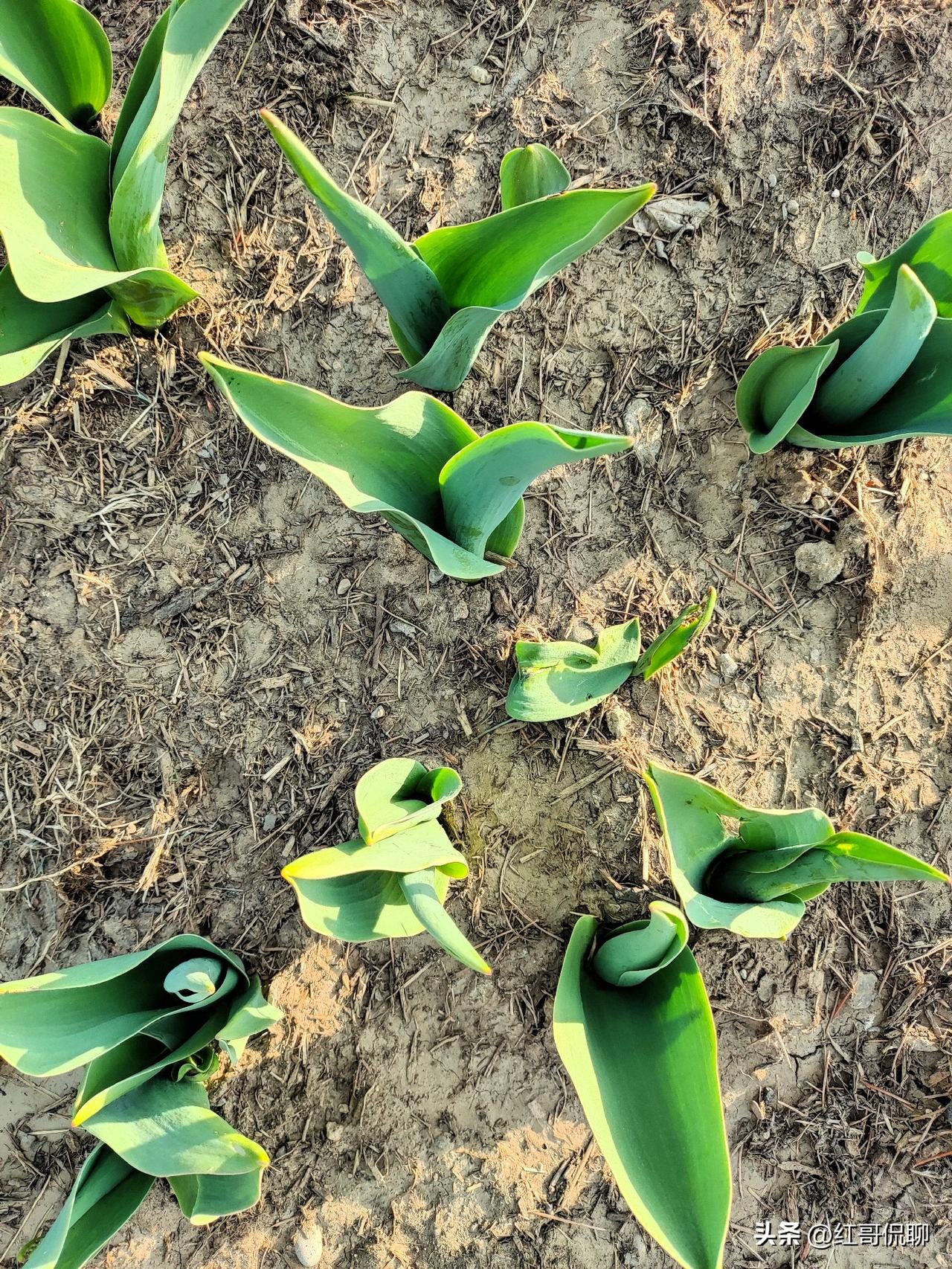 今天遛弯发现石景山游乐园广场南边原来的草坪，今年改种成了郁金香，再过些时日，待郁