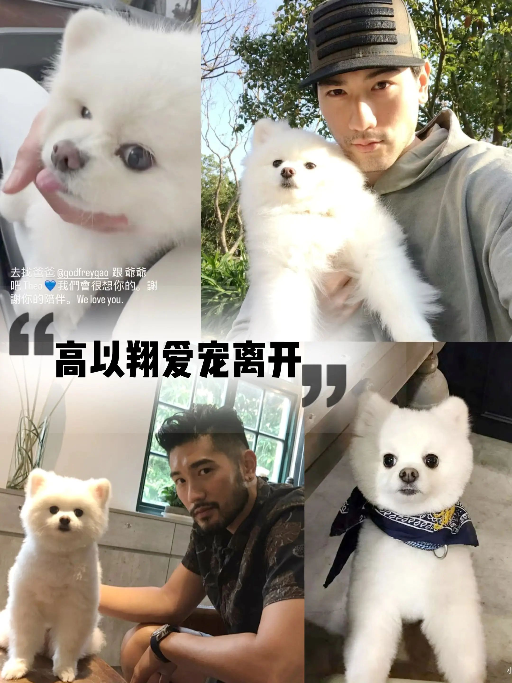高以翔爱宠帝欧离开。高以翔很宠帝欧，给它建了社交账号，高以翔离开后，帝...