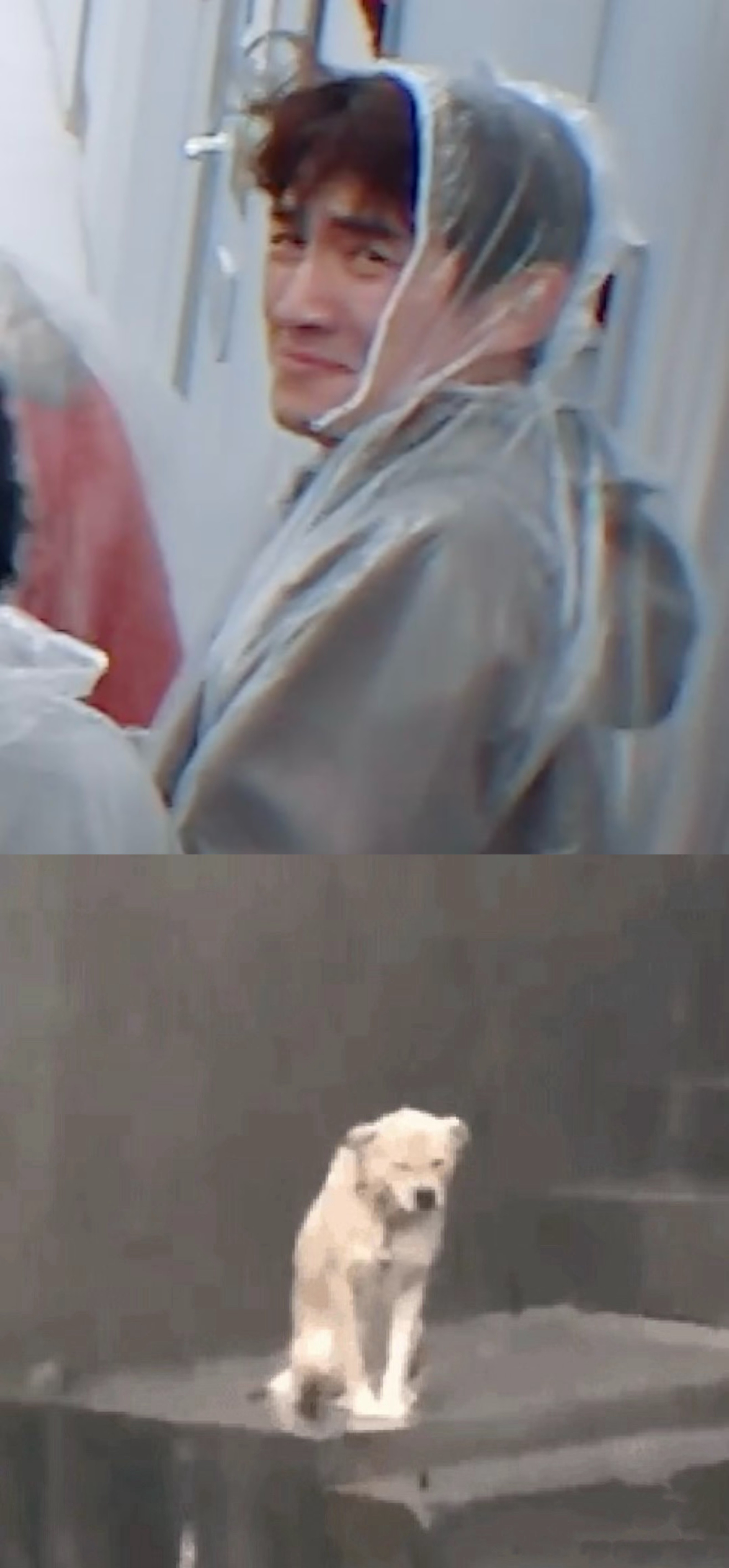 林更新被雨淋湿的样子真是让人忍俊不禁！他简直就是淋雨小狗本人，可爱又搞笑。