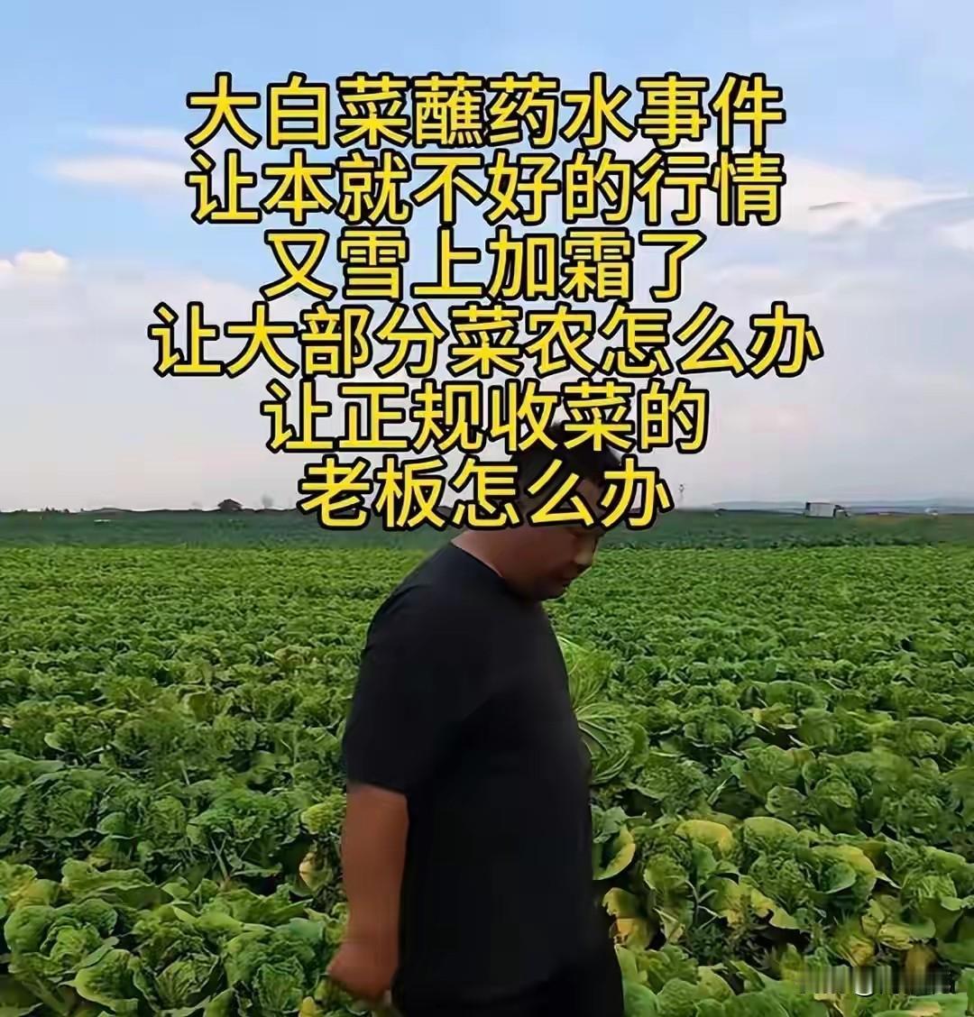 我同学急哭了，她们两口子才回张家口老家种大白菜，就赶上了这事，她们只负责种大白菜