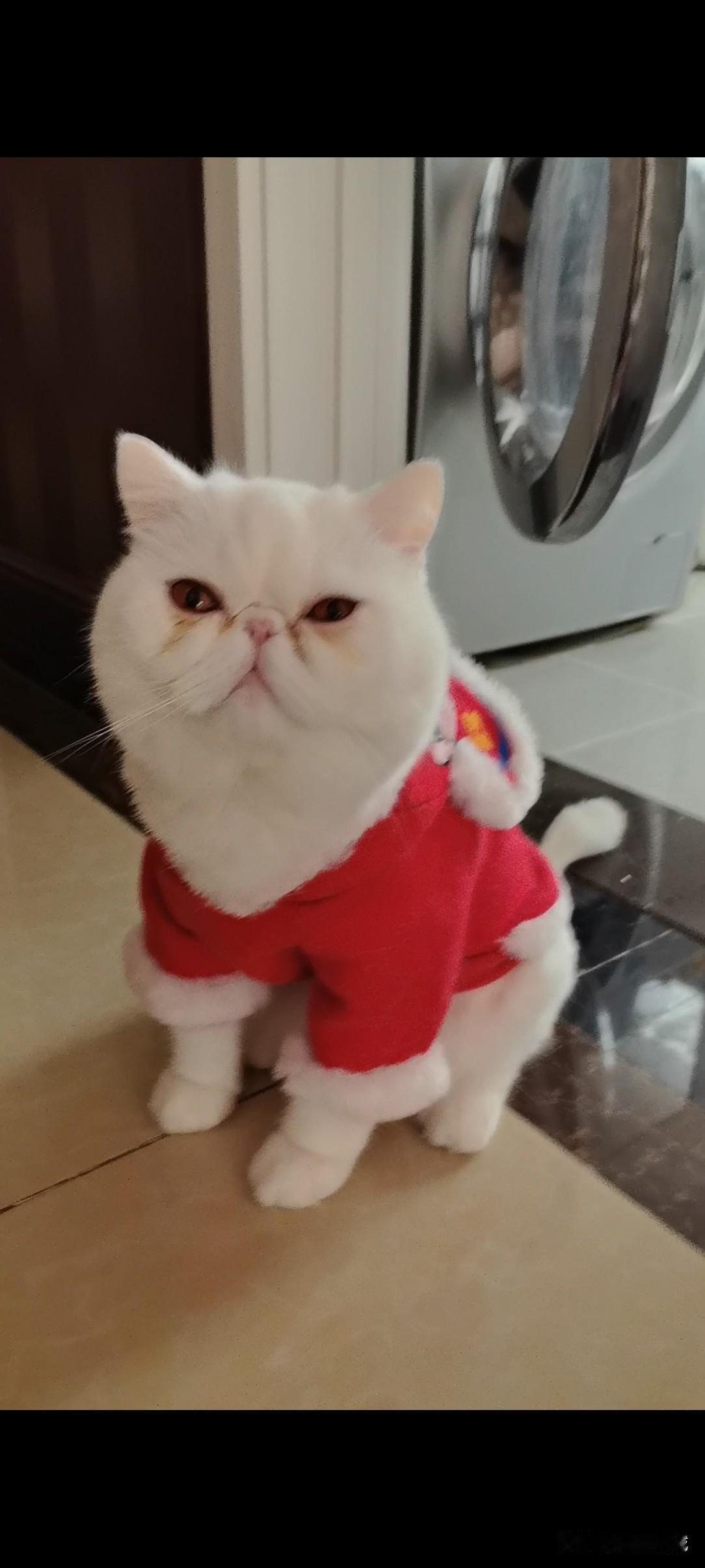 今天带他出去玩。
去小公园里走一走。
那吓得贴着地走。
简直就是一个伏地魔。
而