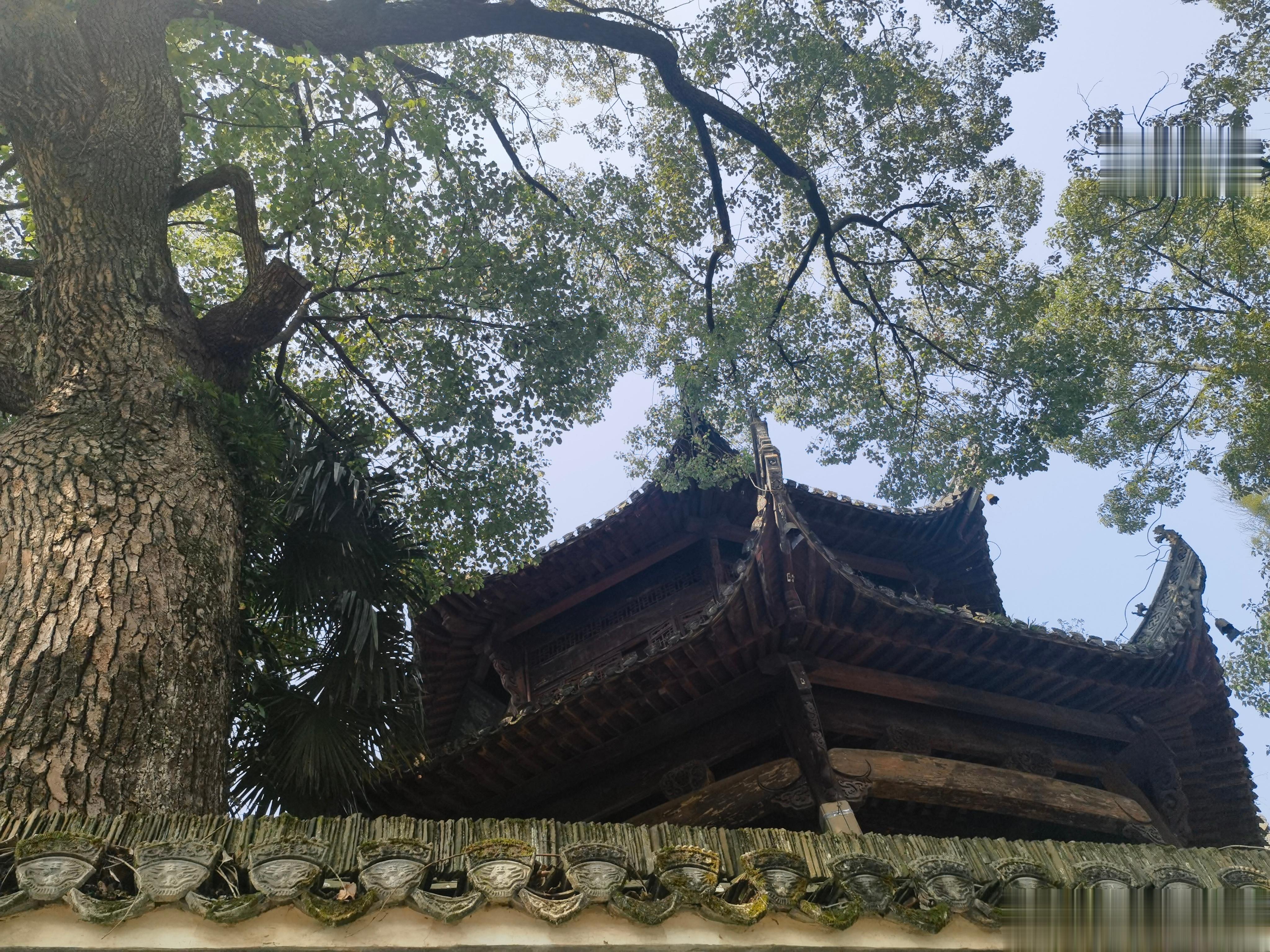 阿喵哥 ​​​