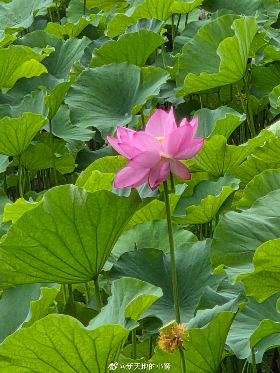这样的成都你确定不来一键进入成都的夏天成都又到了荷花盛开季节公园城市幸福成都手机