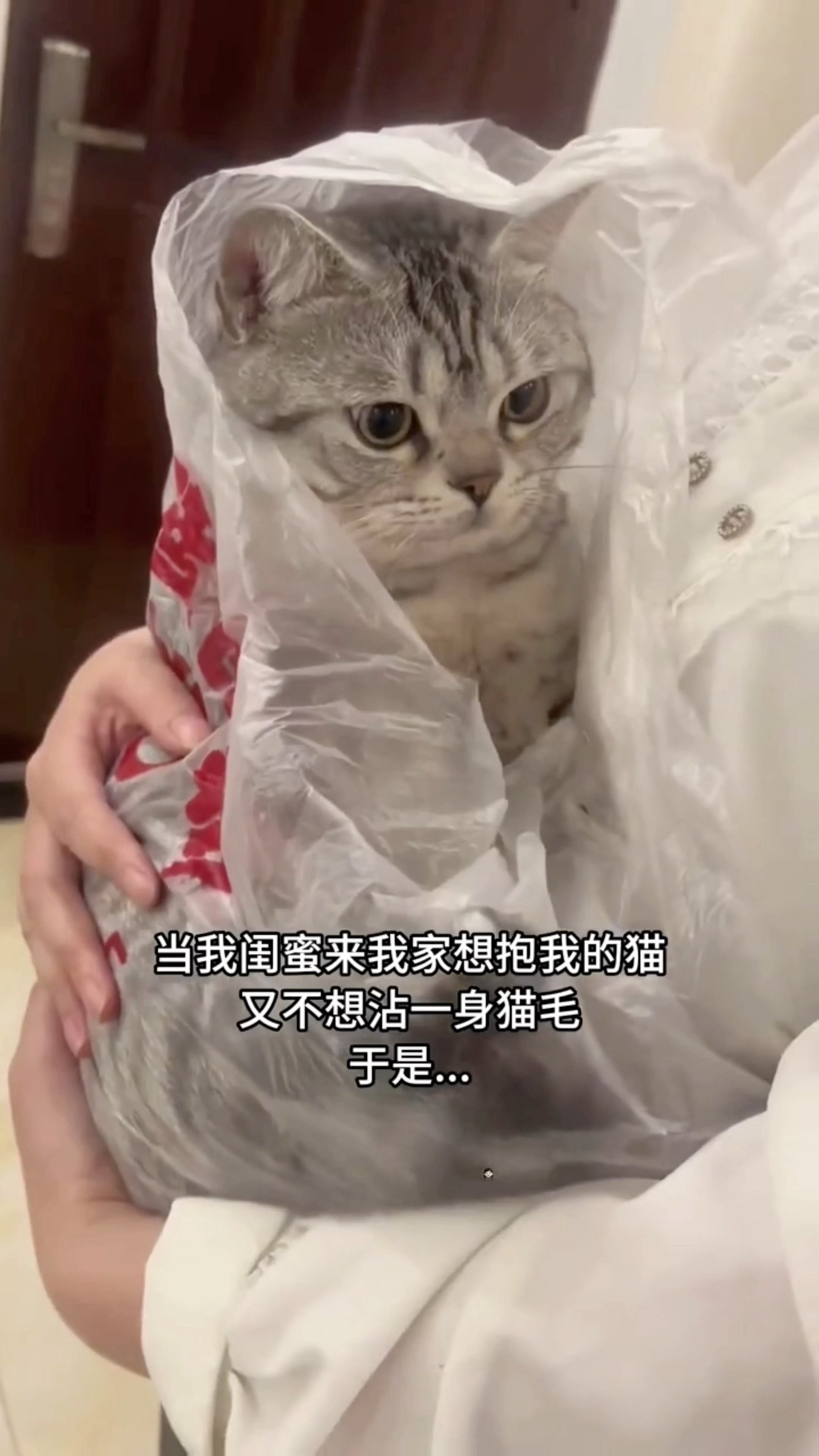 这只猫居然能在塑料袋里这么乖