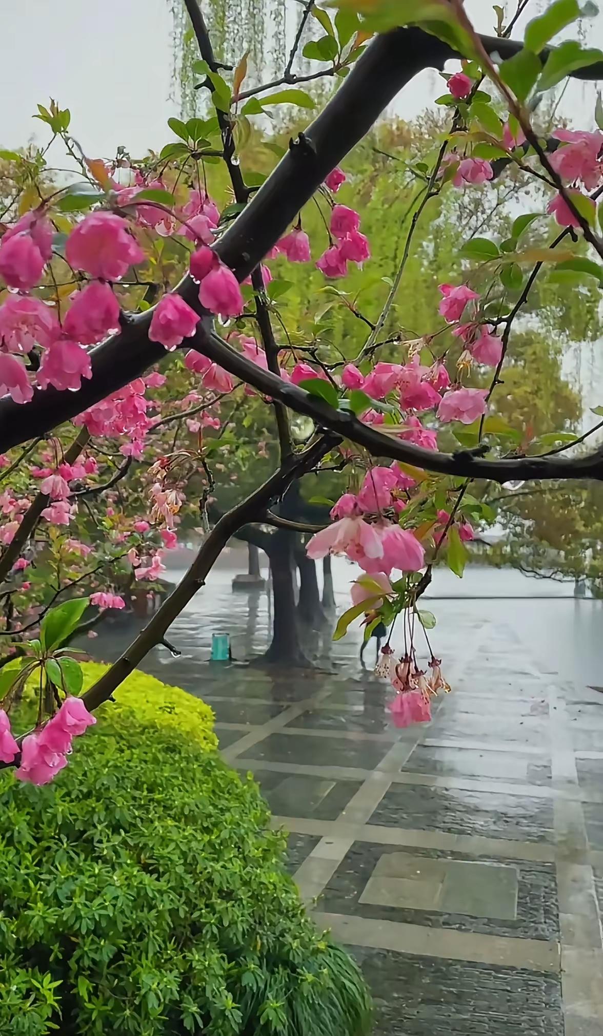 初春雨意
 
小城的雨，细得像一声轻叹
润过街巷，软如酥糖
 
远望去，草色浅浅