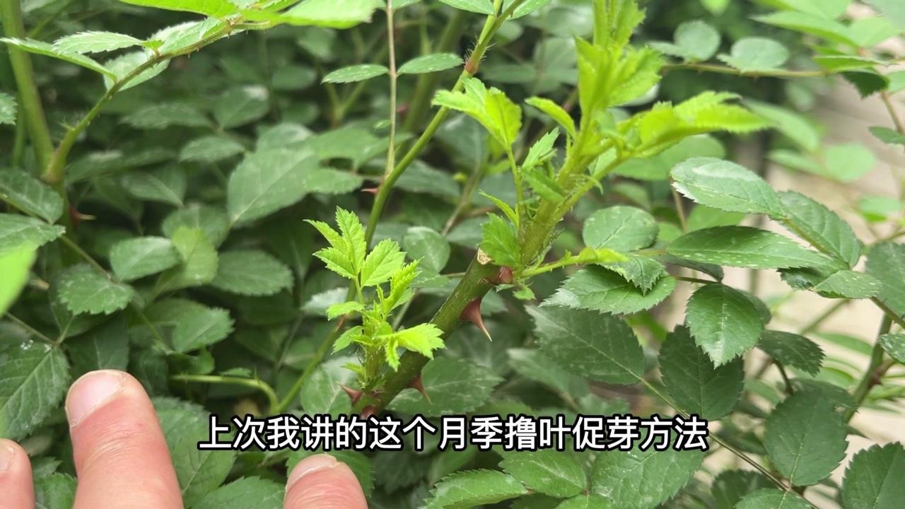 🌹效果：
1️⃣分枝数量增加一倍。
2️⃣叶片数量增加，光合作用增强，开花数量
