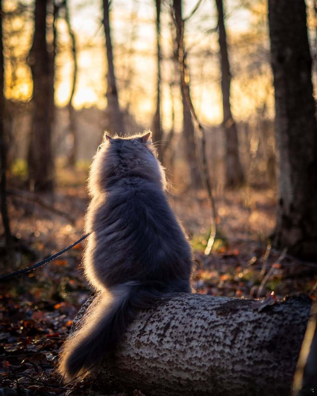 精灵般的森林猫🧚♀️🌲☀️..cr：nalas_catventures 