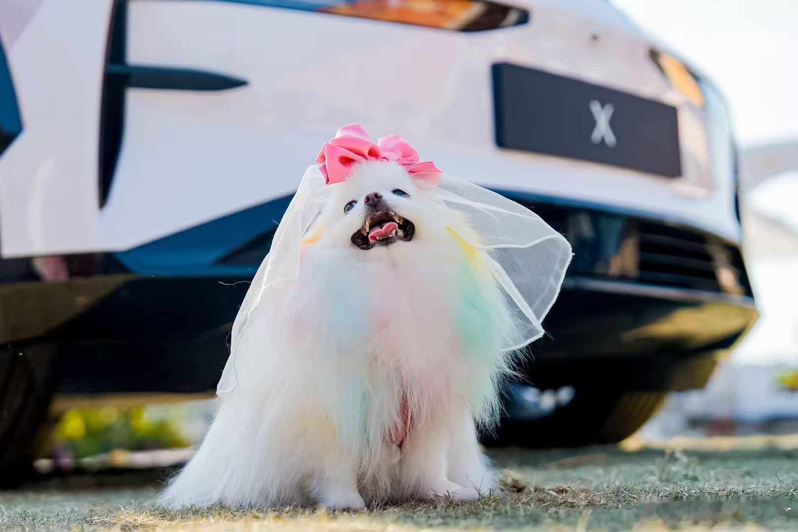 宠物结婚比我结婚还有仪式感杭州宠物节，宠物相亲成热点；不少宠物们都是坐着极氪X来