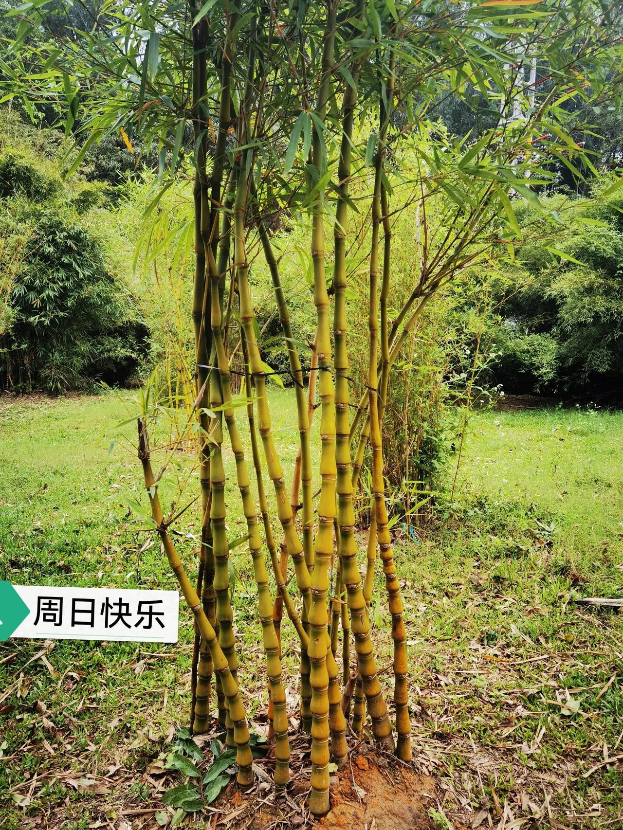 分享城市新鲜事 城市里的环城公园总有新鲜事。就像江门市的东湖公园，清晨去逛简直是