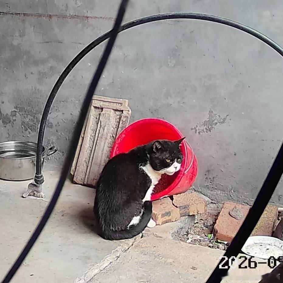 你又是谁啊？我每天看监控缩略图还以为只有一只长毛奶牛猫，点进去看放大的画面，没想
