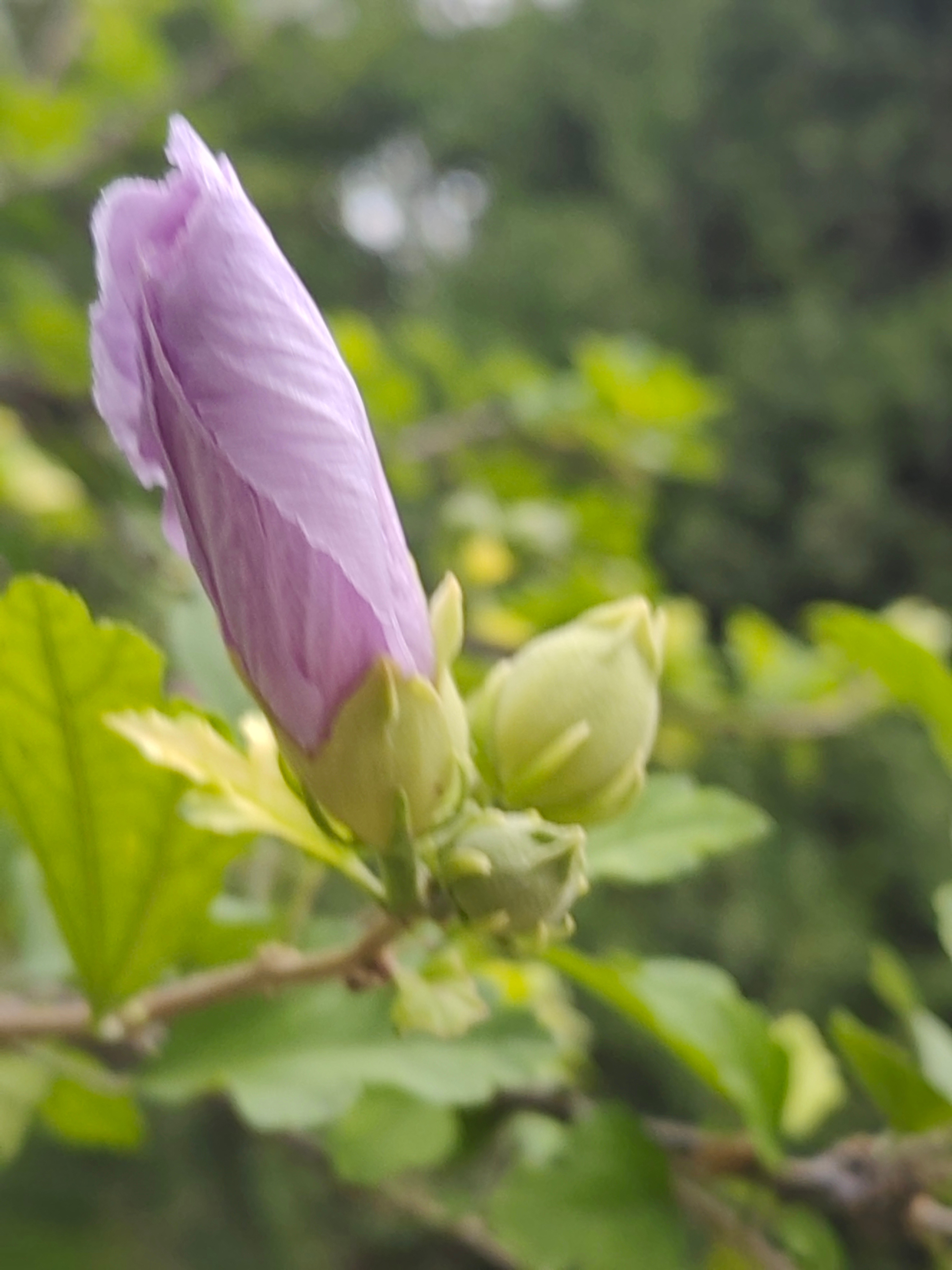 寻美东阿 木槿摇曳在湖畔，把夏日的温柔，写进风里。聊城寻美山东寻美聊城 聊城·洛