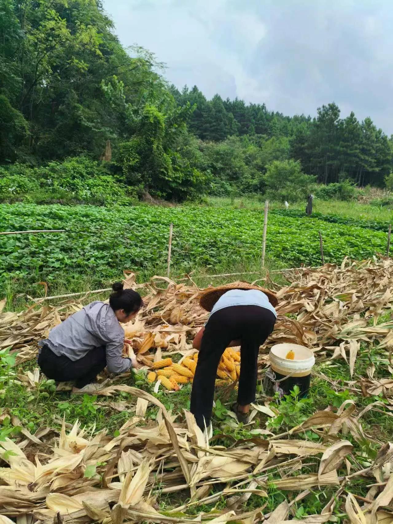 隐居的第2860天——今天帮房东大妈掰包谷。

房东大妈，七十多岁，坚韧能干，任