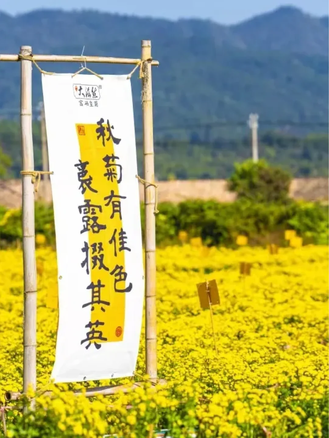 江西｜菊花盛开，好看又好喝，邀你来打卡！