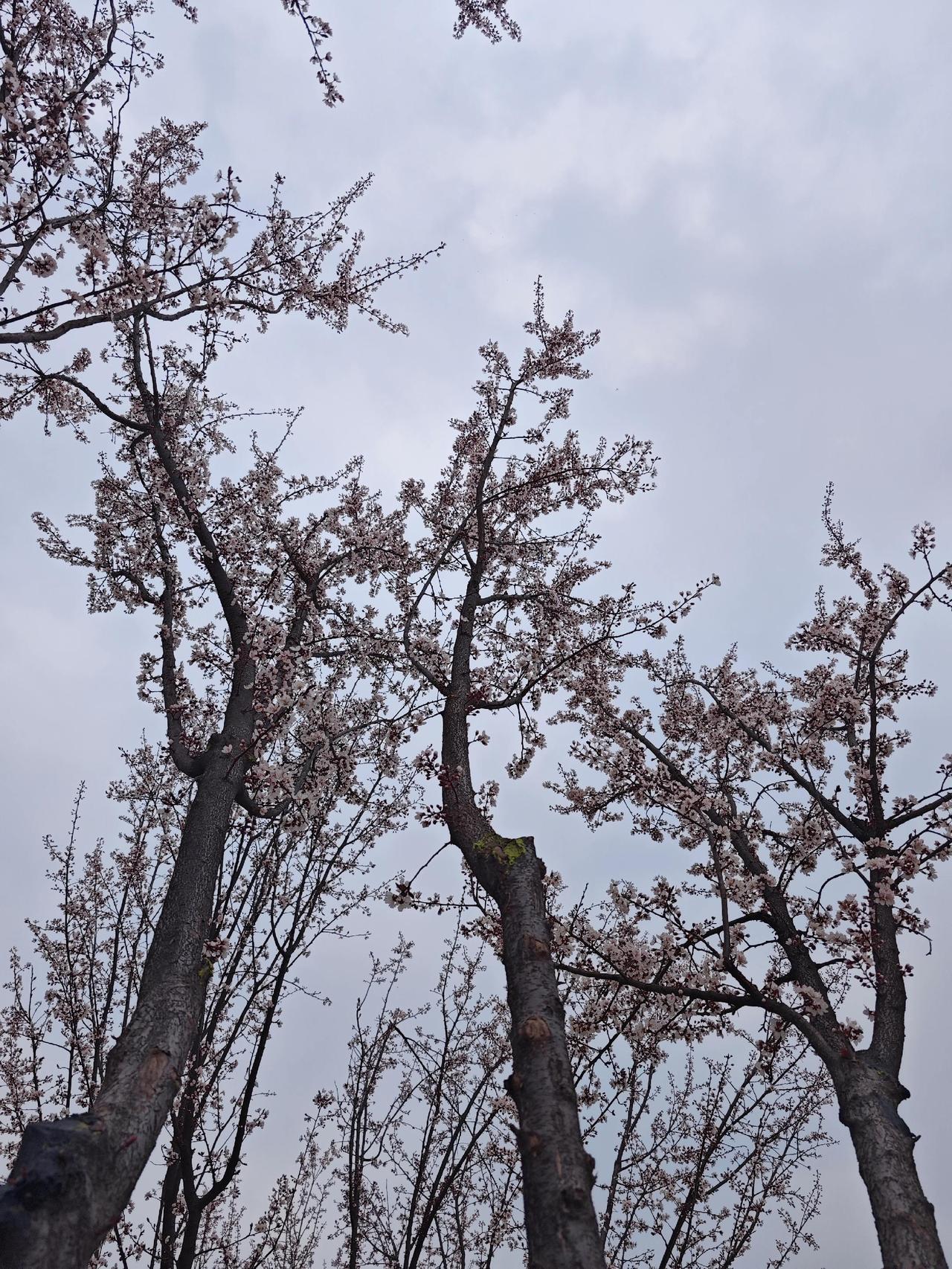 花姿嫣然，古韵生香。芳菲满径，心旷神怡。愿您身心自在，四季安康！随手拍了一下春天