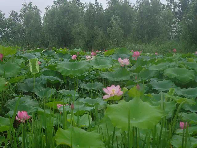 扬州宝应水泗，里下河一颗璀璨的水乡明珠🌿
水泗原本没有正式地名。民国初期，落潮