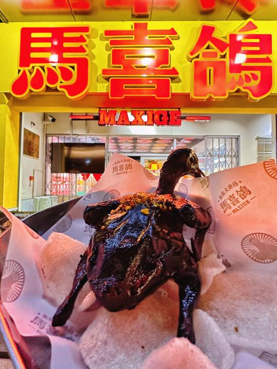 中山乳鸽就认准它了！