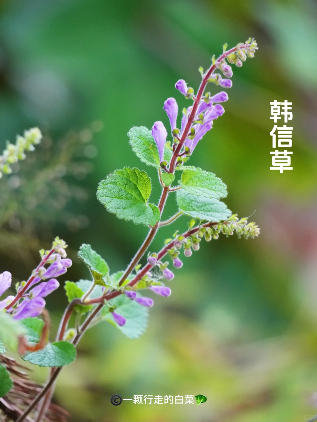春风来信，是韩信草的花迅～