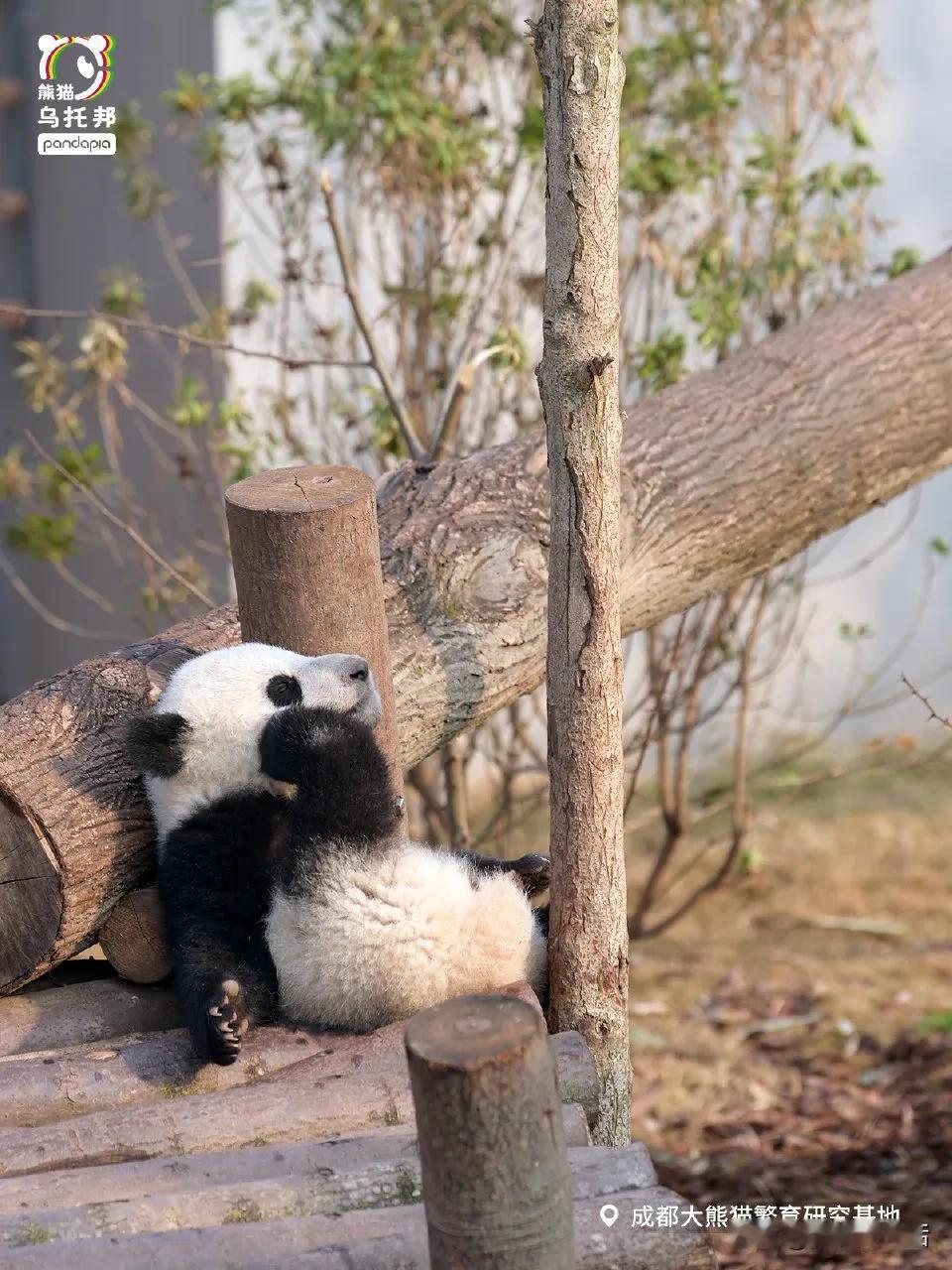 谁能理解这冬日暖阳下，小熊猫崽崽的慵懒和幸福。

这是对生活态度的向往，对幸福的