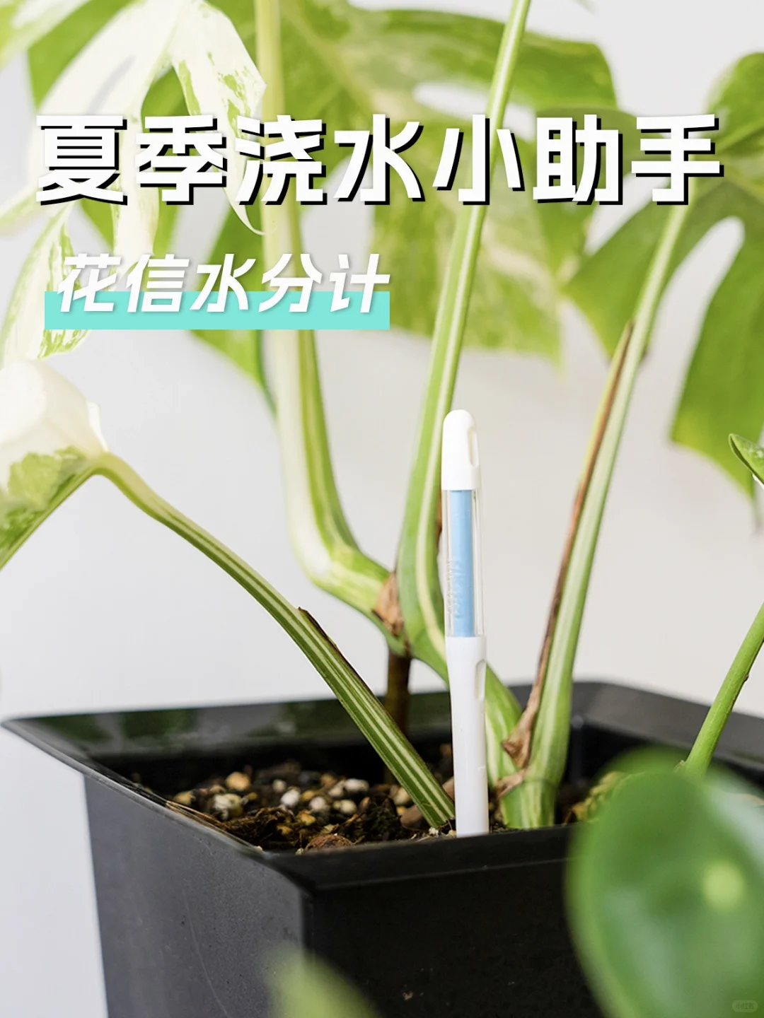 花信水分计｜帮助植物安全度夏