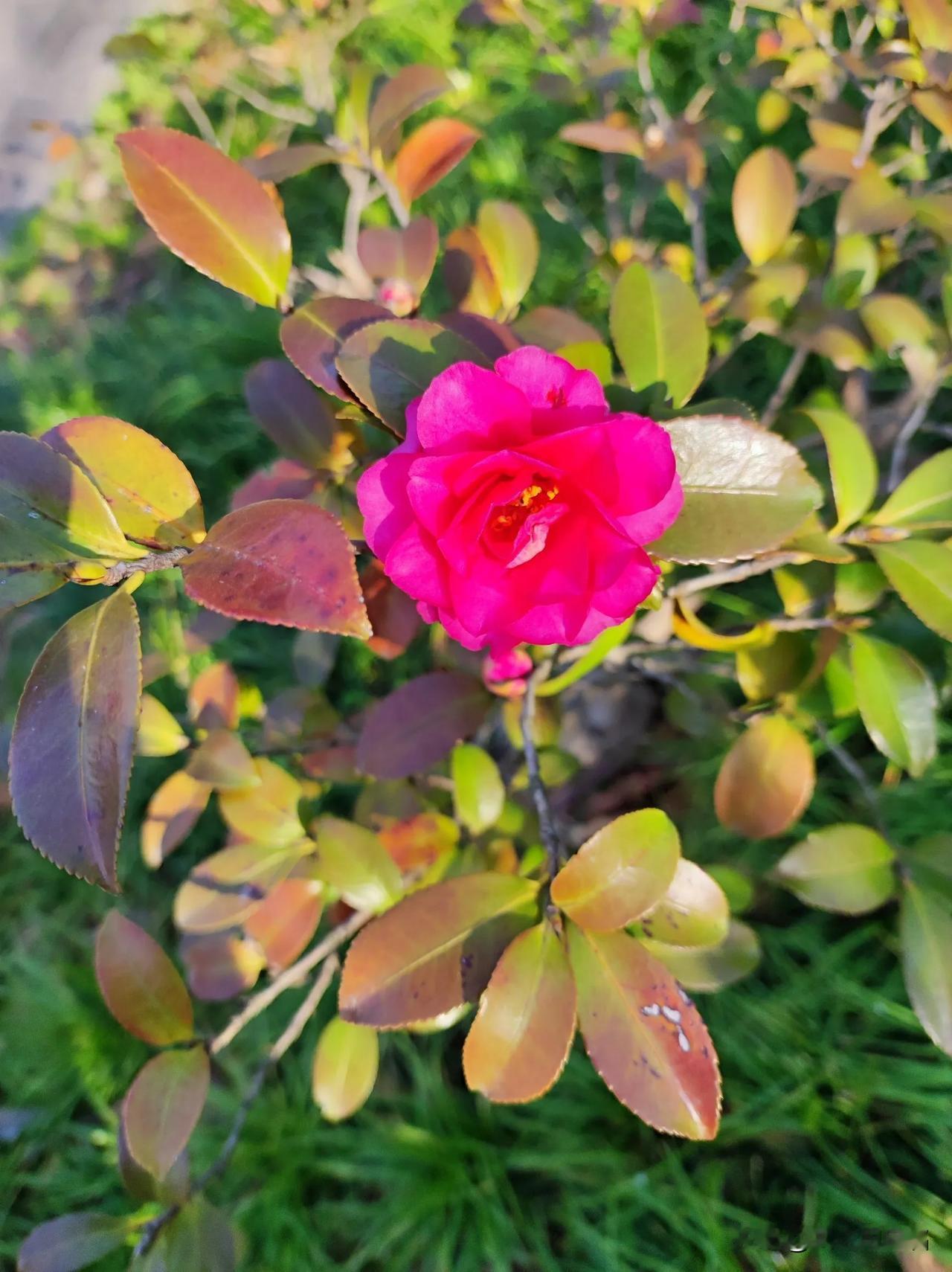 春日生活打卡季今天气温20度很适合出去活动，阳光明媚，春意盎然，花花草草都长出了